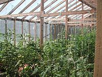 greenhouses full of vegetables